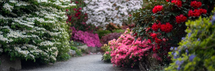  Beautiful Garden with blooming trees and bushes during spring time, Wales, UK, early spring flowering azalea shrubs © manuta