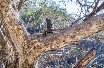 Iguana en un árbol
