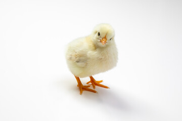 Cute little yellow baby chicken isolated on white background