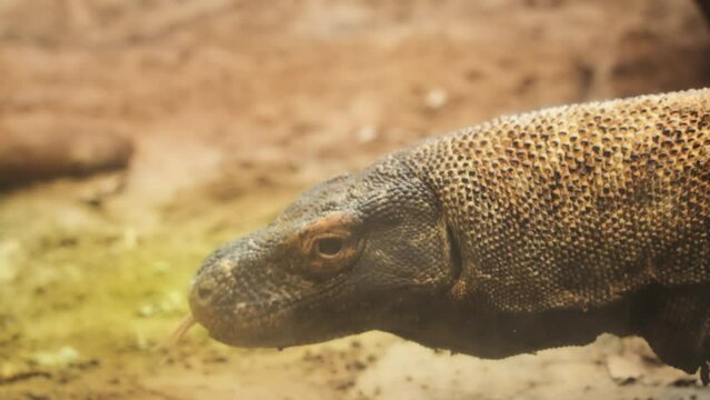 Komodo dragon also known as komodo monitor walking with flicking tongue. Slow motion. 