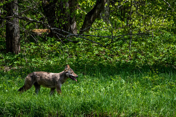 Grey Wolf (Canis lupus) in the forest Bieszczady Mountains, Carpathians, Poland.