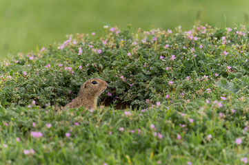 European ground squirrel (Spermophilus citellus) eating on a field of fresh greenery	