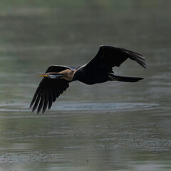 Indian Darter flying around a wetland trying to find a hunting ground