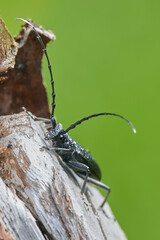 Cerambyx cerdo. Commonly known as the great capricorn beetle or cerambyx longicorn, is a species of beetle in family Cerambycidae