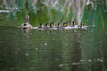 Kaczki © marcinbawiec