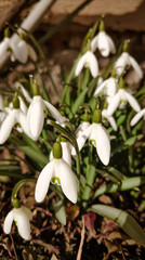 Obraz premium snowdrop flowers in the snow