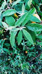 Processed with VSCOcam with c1 preset