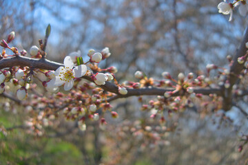 White flowers blooming brunch blossom on tree close up in sun light as floral botanical spring pattern backdrop background wallpaper