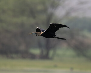 Indian Darter flying around a wetland trying to find a hunting ground