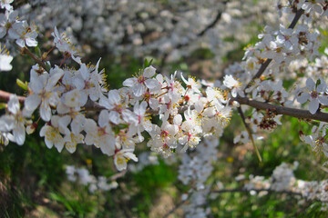 White flowers blooming brunch blossom on tree close up in sun light as floral botanical spring pattern backdrop blurred background wallpaper