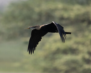 Indian Darter flying around a wetland trying to find a hunting ground
