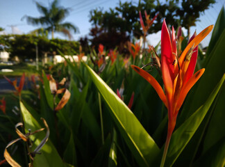 Close up photo of exotic orange Parrot Heliconia with background