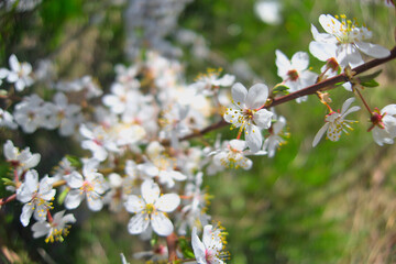 White flowers blooming brunch blossom on tree close up in sun light as floral botanical spring pattern backdrop blurred background wallpaper