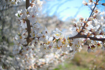 White flowers blooming brunch blossom on tree close up in sun light as floral botanical spring pattern backdrop blurred background wallpaper