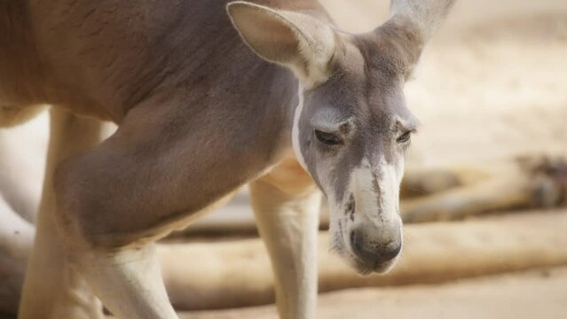 Close up of red kangaroo sniffing the air - the largest kangaroo of all. Slow motion. 