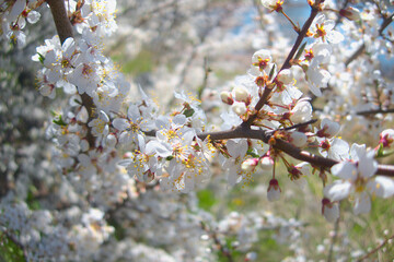 White flowers blooming brunch blossom on tree close up in sun light as floral botanical spring pattern backdrop blurred background wallpaper