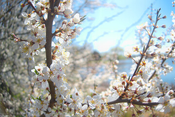 White flowers blooming brunch blossom on tree close up in sun light as floral botanical spring pattern backdrop blurred background wallpaper
