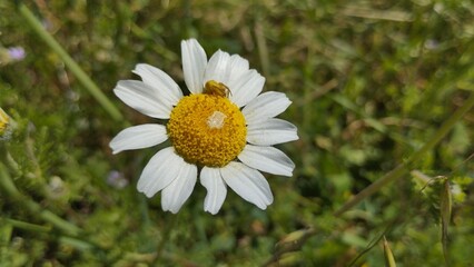 Ara&ntilde;a cangrejo sobre una flor 