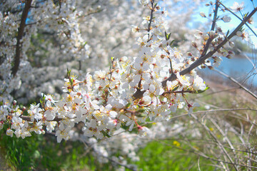 White flowers blooming brunch blossom on tree close up in sun light as floral botanical spring pattern backdrop blurred background wallpaper