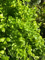 perejil, mata de perejil