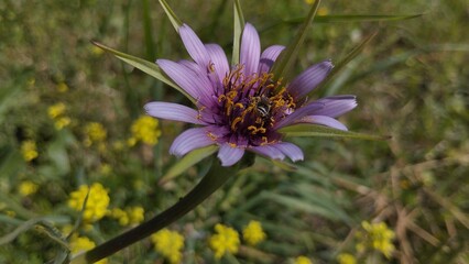 abeja en una flor de cardo