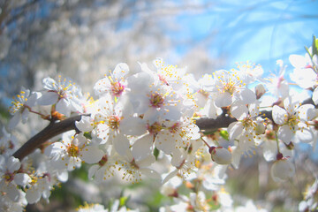 White flowers blooming brunch blossom on tree close up in sun light as floral botanical spring pattern backdrop blurred background wallpaper