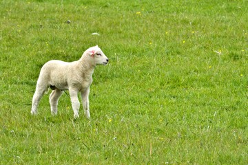 Obraz premium Lamm auf grüner Wiese