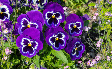 Close-up of blue pansy flower_ Botanical Garden Karlsruhe, Germany. © karlo54
