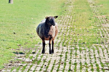 schwarzes Schaf