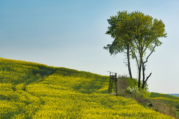 Samotne drzewa © piotrwolak