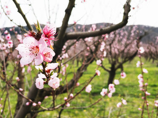 Young pink spring flowers of peach trees on plantations