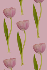 Many pink tulip flower with green leaves seamless pattern on pink spring background. Repetition botany floral wallpaper or greeting card. Nature design idea concept. Row of flowers.