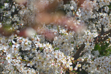 White flowers blooming brunch blossom on tree close up in sun light as floral botanical spring pattern backdrop blurred background wallpaper