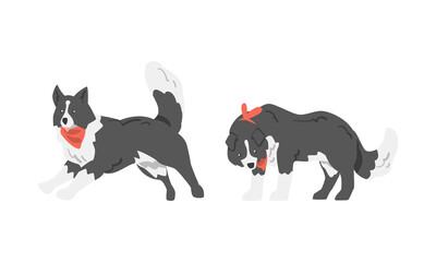 Border Collie as Herding Dog Breed with Thick Fur Wearing Red Neckcloth Running and Standing Vector Set