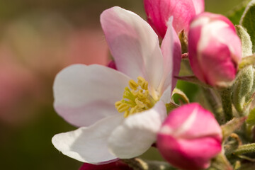 Flowering apple trees in spring, close-up of the plant. Apple blossom.