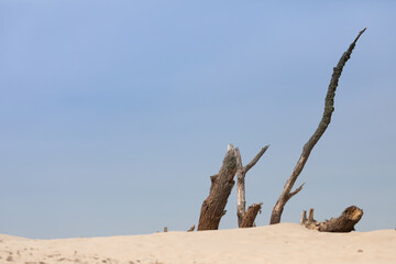 dead tree in the desert © Sieku Photo