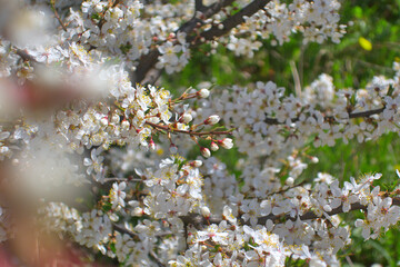 White flowers blooming brunch blossom on tree close up in sun light as floral botanical spring pattern backdrop blurred background wallpaper