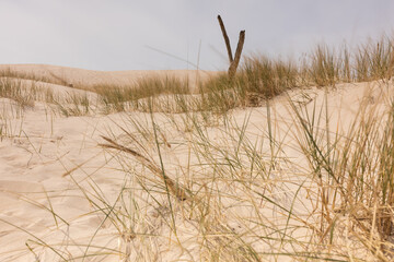 sand dunes and grass - obrazy, fototapety, plakaty