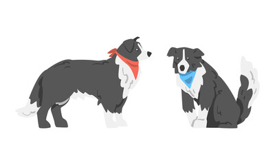 Border Collie as Herding Dog Breed with Thick Fur Wearing Neckcloth Sitting and Standing Vector Set
