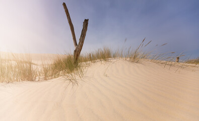 dunes in the sand - obrazy, fototapety, plakaty