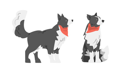 Border Collie as Herding Dog Breed with Thick Fur Wearing Red Neckcloth Sitting and Standing Vector Set