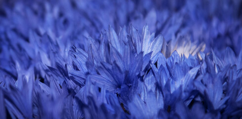 Very peri color background.