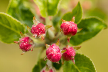 Flowering apple trees in spring, close-up of the plant. Apple blossom.