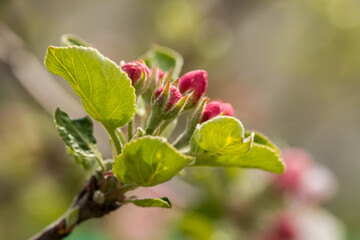 Flowering apple trees in spring, close-up of the plant. Apple blossom.