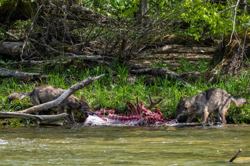 Gray wolf (Canis lupus) eating a hunted deer. Bieszczady Mountains, Carpathians, Poland.