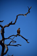 bird on a branch