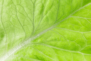 Background image: fresh green lettuce leaf with veins close-up