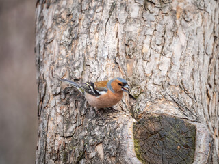 Common chaffinch, Fringilla coelebs, sits on a tree. Common chaffinch in wildlife.