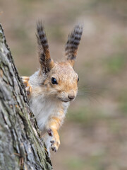 Naklejka na ściany i meble A squirrel with a fashionable hairstyle and lush wavy tassels on its ears.
