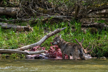 Gray wolf (Canis lupus) eating a hunted deer. Bieszczady Mountains, Carpathians, Poland.